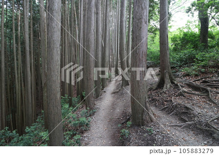 2023年8月の埼玉県飯能の棒ノ折山の登山 2023年8月の埼玉県飯能の棒ノ折山の登山 105883279