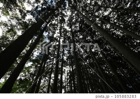 2023年8月の埼玉県飯能の棒ノ折山の登山 105883283
