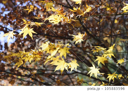 忍野村の紅葉風景 105883596