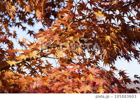忍野村の紅葉風景 忍野村の紅葉風景 105883603
