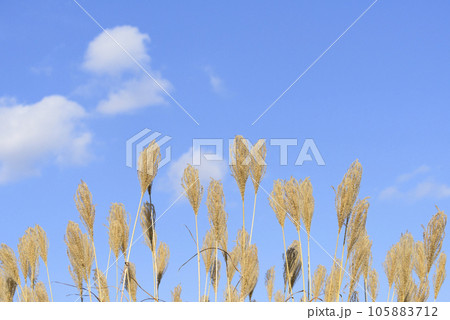秋のススキと青空 秋のススキと青空 105883712