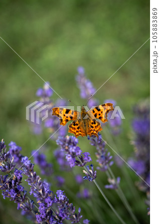 Close up of an orange butterfly on a lavender plant in a field. Purple flowers with an insect. Portrait orientation with no sky. 105883869