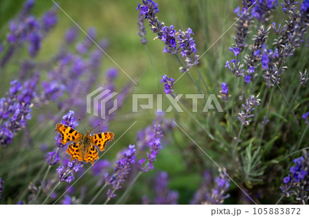 Close up of an orange butterfly on a lavender plant in a field. Purple flowers with an insect. Landscape orientation with no sky. 105883872