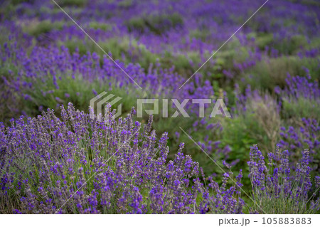 Rows of lavender plants in a field. Purple flowers with shallow depth of field. Landscape orientation with no sky. 105883883