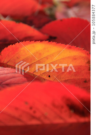 赤く紅葉した桜の落ち葉 赤く紅葉した桜の落ち葉 105884377