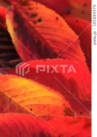 赤く紅葉した桜の落ち葉 105884379