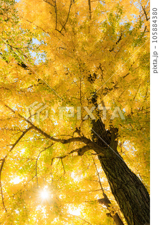 黄金色に輝く銀杏並木 105884380