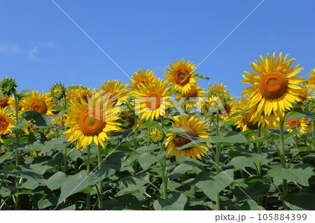 【動画あり】ひまわりと青空 【動画あり】ひまわりと青空 105884399