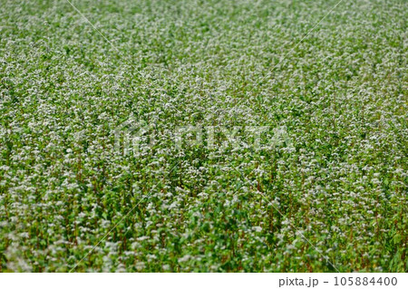 【動画あり】そば畑・そばの花 105884400