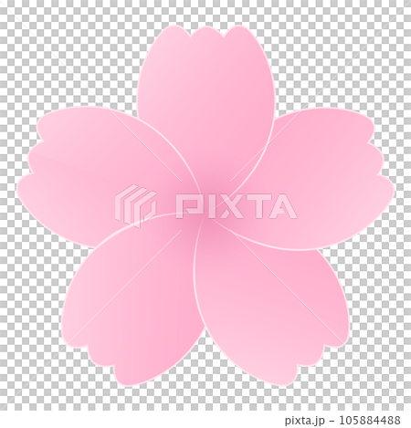 Sakura Cherry Blossom Flower Petals 105884488