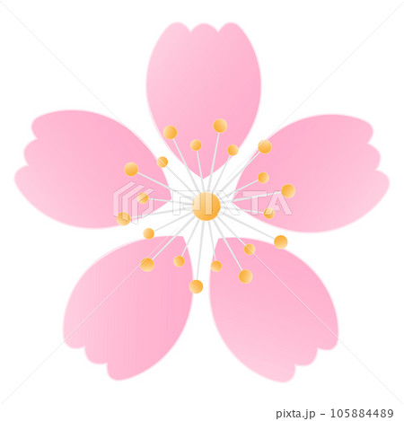 Sakura Cherry Blossom Flower Petals 105884489