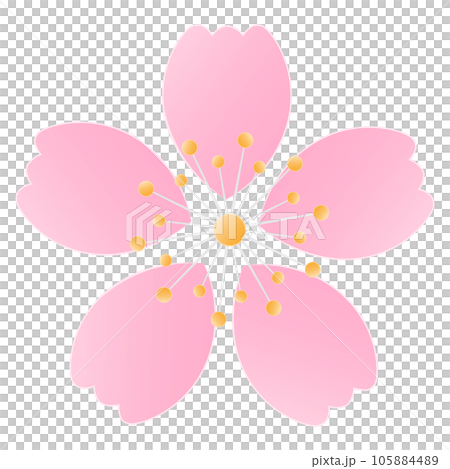 Sakura Cherry Blossom Flower Petals 105884489