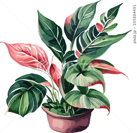 aglaonema--aglaonema-spp---watercolor--clipart  105884491