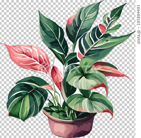 aglaonema--aglaonema-spp---watercolor--clipart  105884491