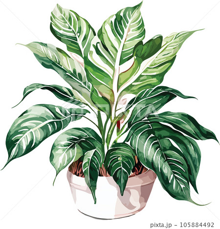 aglaonema--aglaonema-spp---watercolor--clipart  105884492