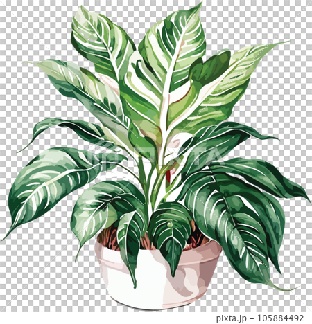 aglaonema--aglaonema-spp---watercolor--clipart  105884492