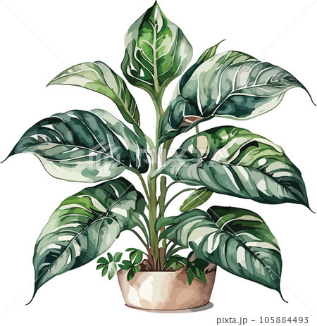 aglaonema--aglaonema-spp---watercolor--clipart  105884493