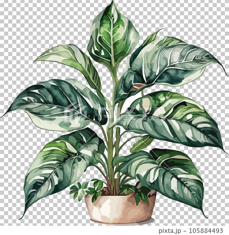 aglaonema--aglaonema-spp---watercolor--clipart  105884493