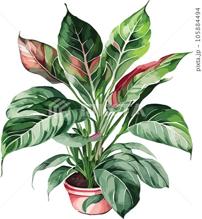 aglaonema--aglaonema-spp---watercolor--clipart  105884494
