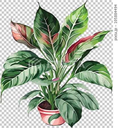 aglaonema--aglaonema-spp---watercolor--clipart  105884494