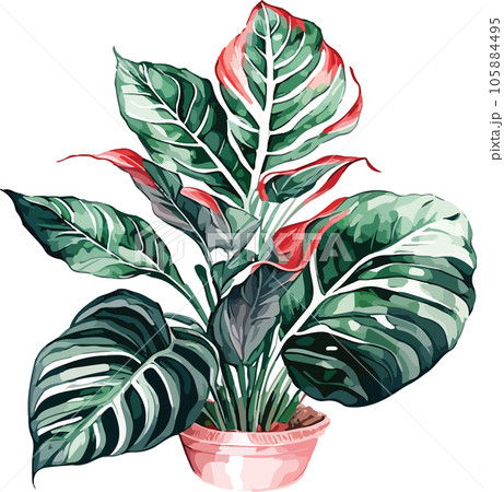 aglaonema--aglaonema-spp---watercolor--clipart  105884495
