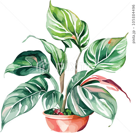 aglaonema--aglaonema-spp---watercolor--clipart  105884496
