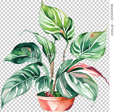 aglaonema--aglaonema-spp---watercolor--clipart  105884496
