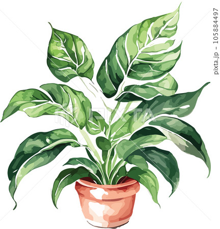 aglaonema--aglaonema-spp---watercolor--clipart  105884497