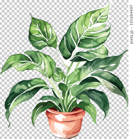 aglaonema--aglaonema-spp---watercolor--clipart  105884497