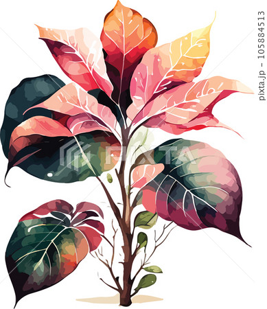 caladium caladium tree watercolor clipart  105884513