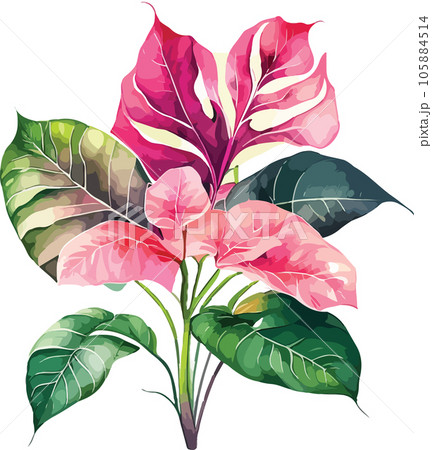 caladium caladium tree watercolor clipart  105884514