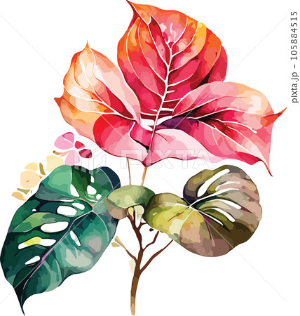 caladium caladium tree watercolor clipart  105884515