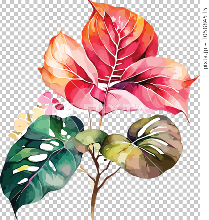caladium caladium tree watercolor clipart  105884515