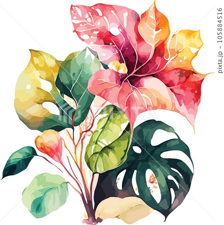 caladium caladium tree watercolor clipart  105884516