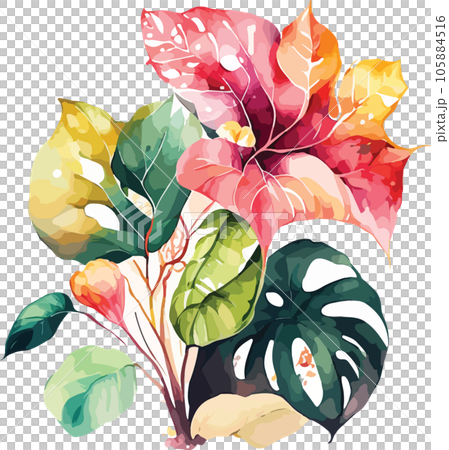 caladium caladium tree watercolor clipart  105884516