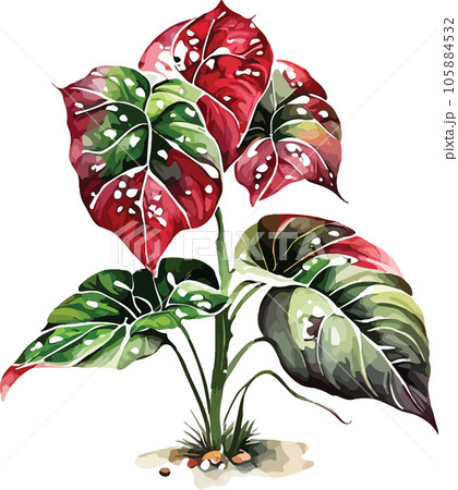 caladium caladium tree watercolor clipart  105884532