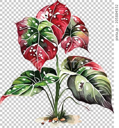 caladium caladium tree watercolor clipart  105884532