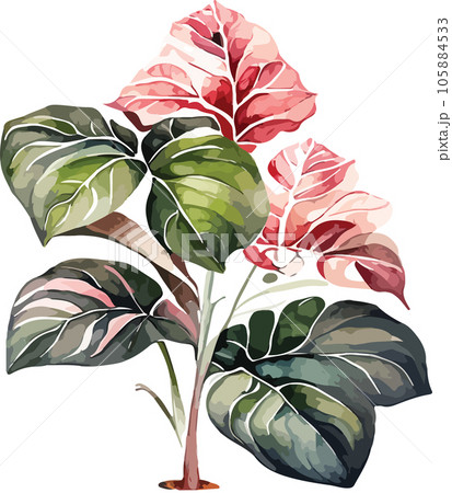 caladium caladium tree watercolor clipart  105884533
