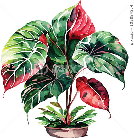 caladium caladium tree watercolor clipart  105884534