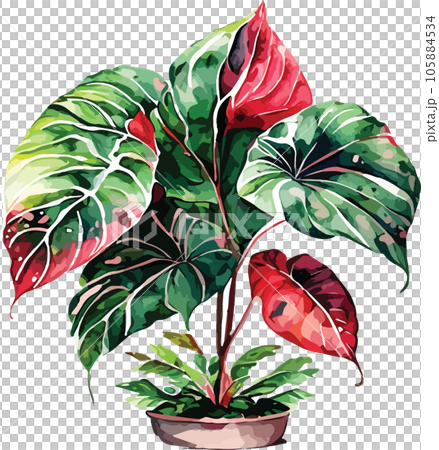 caladium caladium tree watercolor clipart  105884534
