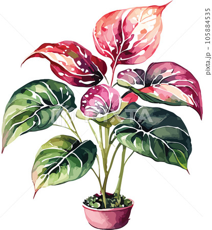 caladium caladium tree watercolor clipart  105884535