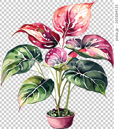 caladium caladium tree watercolor clipart  105884535