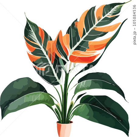 caladium caladium tree watercolor clipart  105884536