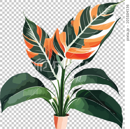 caladium caladium tree watercolor clipart  105884536