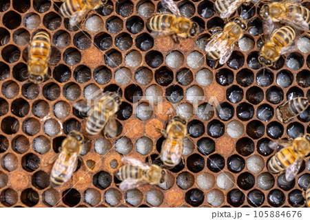 Bees taking care of bee larva Bees taking care of bee larva 105884676