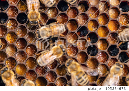 Shot of bees in a bee hive 105884678