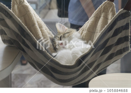 ぐっすり寝ている猫 ペットショップ ぐっすり寝ている猫 ペットショップ 105884688
