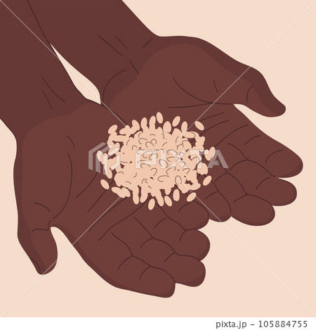 African man hands holding a small handful of wheat African man hands holding a small handful of wheat 105884755