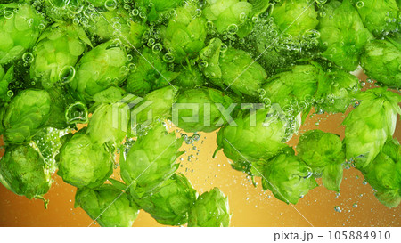 Green fresh hop cones in water for making beer, closeup. Green fresh hop cones in water for making beer, closeup. 105884910