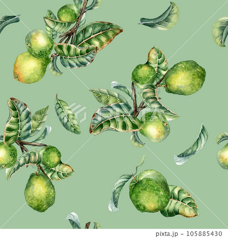 Branch of tree and single guava fruit watercolor seamless pattern isolated on green background. Green leaves, flowers of guajava hand drawn. Design for wrapping, packaging, fabric, paper, textile Branch of tree and single guava fruit watercolor seamless pattern isolated on green background. Green leaves, flowers of guajava hand drawn. Design for wrapping, packaging, fabric, paper, textile 105885430